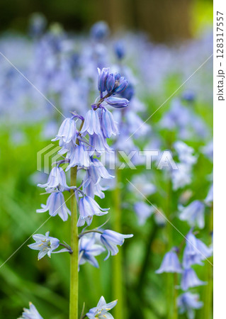林の中で咲く沢山のシラーカンパニュラータの花 128317557