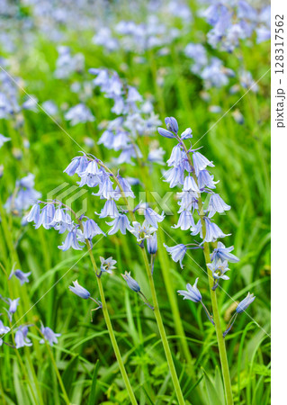 林の中で咲く沢山のシラーカンパニュラータの花 128317562