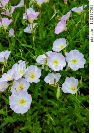 ガーデンで清楚に咲くヒルザキツキミソウの花 128317593