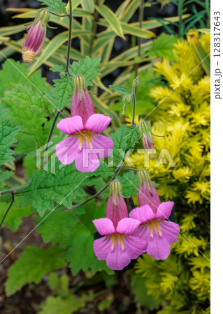 初夏のガーデンに美しく咲くケラトテカ・トリロバの花 128317643