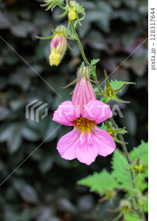 初夏のガーデンに美しく咲くケラトテカ・トリロバの花 128317644