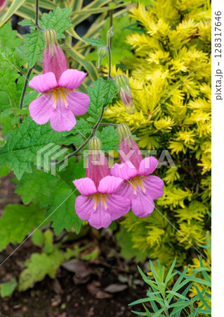初夏のガーデンに美しく咲くケラトテカ・トリロバの花 128317646