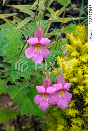 初夏のガーデンに美しく咲くケラトテカ・トリロバの花 128317647