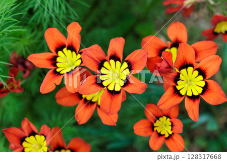 ガーデンで咲く鮮やかなオレンジ色のスパラキシスの花 128317668