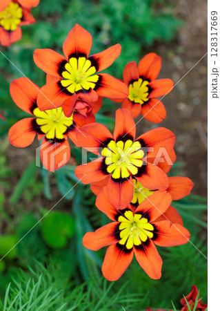 ガーデンで咲く鮮やかなオレンジ色のスパラキシスの花 128317669