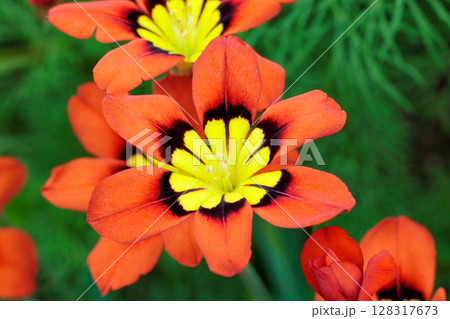 ガーデンで咲く鮮やかなオレンジ色のスパラキシスの花 128317673