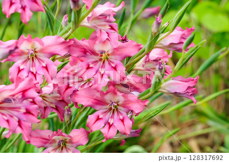 ガーデンで美しい花を咲かせるスプリンググラジオラスの花 ガーデンで美しい花を咲かせるスプリンググラジオラスの花 128317692