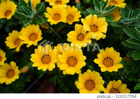 Bright yellow Gazania flowers blooming in a garden Bright yellow Gazania flowers blooming in a garden 128317768