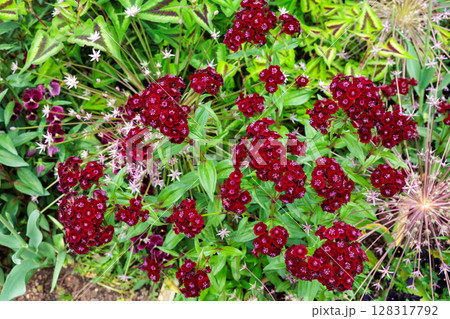 初夏のガーデンで鮮やかに咲くビジョナデシコの花 初夏のガーデンで鮮やかに咲くビジョナデシコの花 128317792