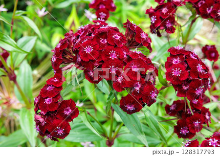 初夏のガーデンで鮮やかに咲くビジョナデシコの花 初夏のガーデンで鮮やかに咲くビジョナデシコの花 128317793