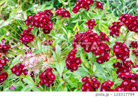 初夏のガーデンで鮮やかに咲くビジョナデシコの花 初夏のガーデンで鮮やかに咲くビジョナデシコの花 128317794