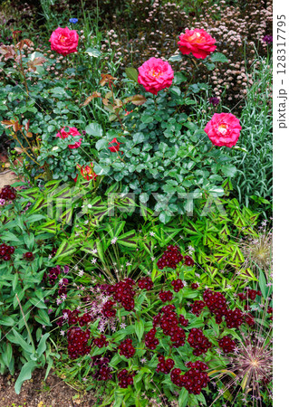 初夏のガーデンで鮮やかに咲くビジョナデシコの花 初夏のガーデンで鮮やかに咲くビジョナデシコの花 128317795