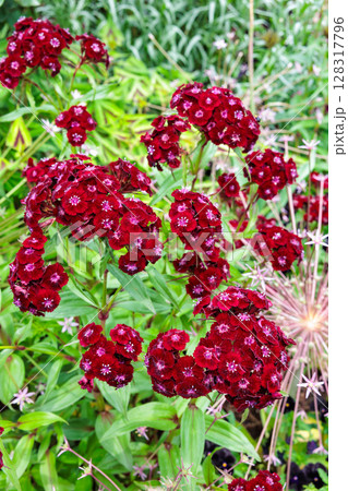 初夏のガーデンで鮮やかに咲くビジョナデシコの花 初夏のガーデンで鮮やかに咲くビジョナデシコの花 128317796