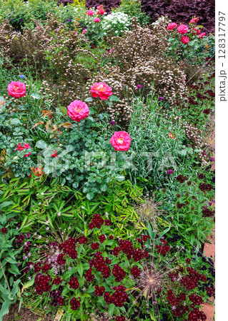 初夏のガーデンで鮮やかに咲くビジョナデシコの花 初夏のガーデンで鮮やかに咲くビジョナデシコの花 128317797