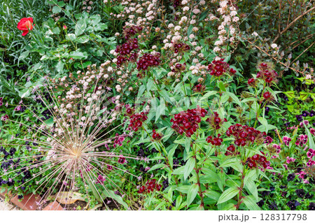 初夏のガーデンで鮮やかに咲くビジョナデシコの花 初夏のガーデンで鮮やかに咲くビジョナデシコの花 128317798