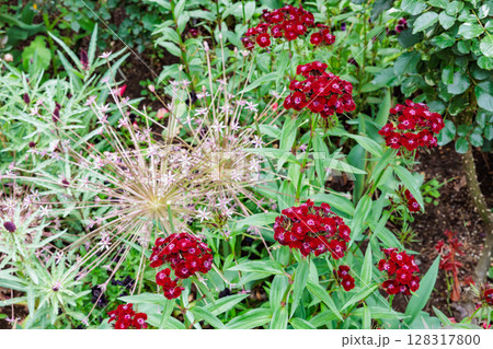 初夏のガーデンで鮮やかに咲くビジョナデシコの花 初夏のガーデンで鮮やかに咲くビジョナデシコの花 128317800
