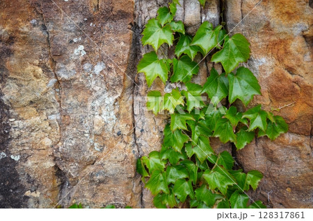 Vibrant Green Ivy Climbing on an Aged Stone Wall 128317861