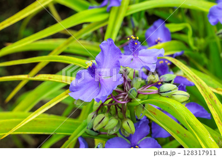 初夏のガーデンに咲くムラサキツユクサの花 初夏のガーデンに咲くムラサキツユクサの花 128317911