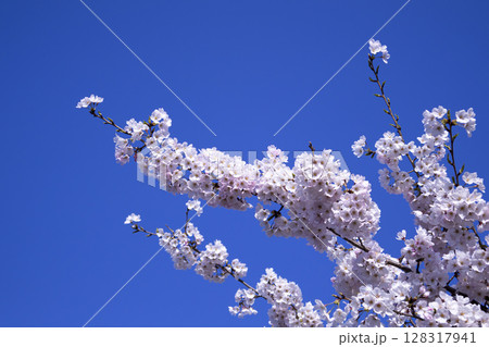春の青空と桜のコントラスト 春の青空と桜のコントラスト 128317941