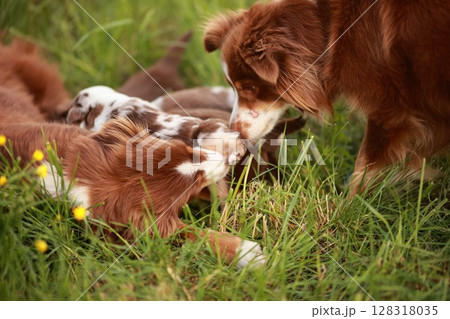 Group of dogs playing in a grassy field Group of dogs playing in a grassy field 128318035