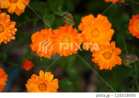 Beautiful Orange Calendula Flowers Blooming in the Garden. Selective Focus Beautiful Orange Calendula Flowers Blooming in the Garden. Selective Focus 128318050