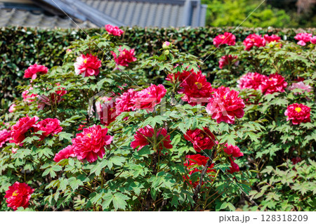ガーデンに咲く赤いのボタンの花 128318209
