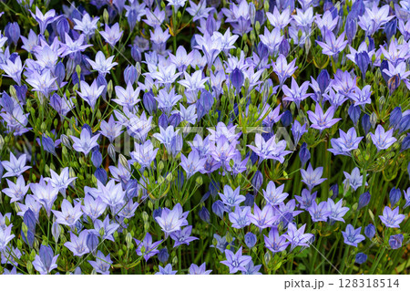 初夏のガーデンで美しく咲くトリテレイア ラクサの花 128318514