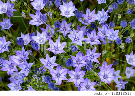 初夏のガーデンで美しく咲くトリテレイア ラクサの花 初夏のガーデンで美しく咲くトリテレイア ラクサの花 128318515