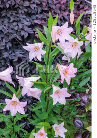 夏の木陰に咲くピンク色で美しく清楚なユリの花 128318648