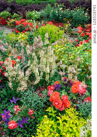 初夏のガーデンに可憐に咲くバーバスカム サザンチャームの花 128318741