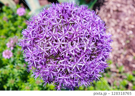 球状の花が咲くユニークなアリウム・スティピタータム ‘バイオレットビューティー’の花 128318765