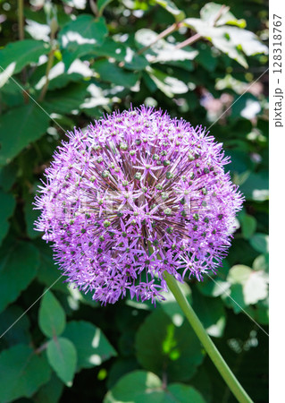 球状の花が咲くユニークなアリウム・スティピタータム ‘バイオレットビューティー’の花 128318767