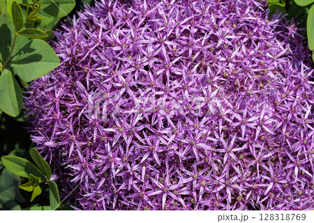 球状の花が咲くユニークなアリウム・スティピタータム ‘バイオレットビューティー’の花 128318769
