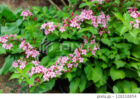 ガーデンで美しく咲くピンク色のオオベニウツギの花 ガーデンで美しく咲くピンク色のオオベニウツギの花 128318854