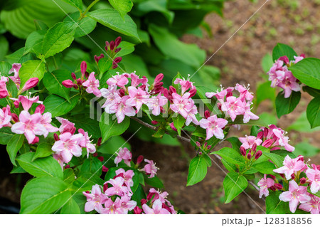 ガーデンで美しく咲くピンク色のオオベニウツギの花 128318856