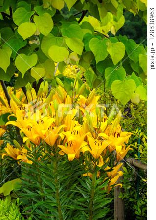 夏の木陰に咲く黄色で美しく清楚なユリの花 128318963