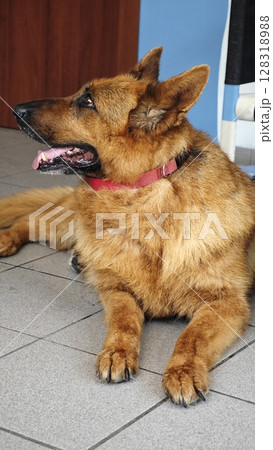 German shepherd relaxing indoors while observing its surroundings in a cozy living space during the afternoon 128318988