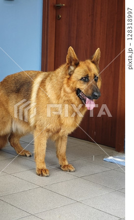 Happy brown dog plays indoors with a curious expression surrounded by cozy home decor during the afternoon hours 128318997