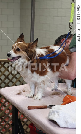 Grooming session highlights adorable dog getting a stylish trim at a local pet salon in springtime 128318998