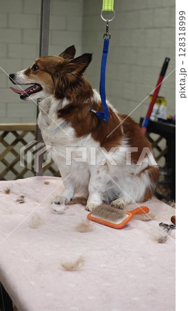 Dog grooming session in a cozy salon highlighting a happy canine receiving careful pampering 128318999