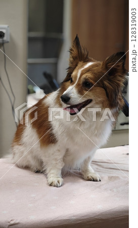 Happy dog sitting calmly on a veterinary examination table in a bright clinic, enjoying a moment of peace during a routine check-up Happy dog sitting calmly on a veterinary examination table in a bright clinic, enjoying a moment of peace during a routine check-up 128319003