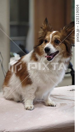 Happy dog being groomed in a cozy pet salon during a sunny afternoon, showcasing fluffy fur and playful personality 128319004