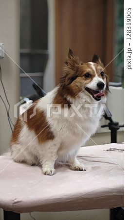 Dog with fluffy coat sits proudly on grooming table in cozy pet salon during afternoon visit 128319005