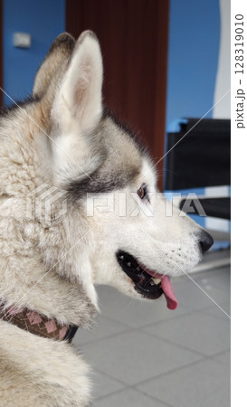 Majestic husky enjoying a calm moment indoors at a cozy pet-friendly environment Majestic husky enjoying a calm moment indoors at a cozy pet-friendly environment 128319010