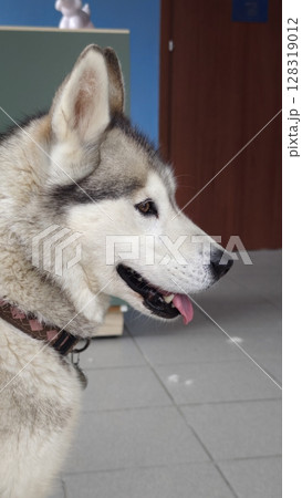 Majestic Siberian husky gazing curiously in a cozy indoor space with soft lighting and gentle shadows Majestic Siberian husky gazing curiously in a cozy indoor space with soft lighting and gentle shadows 128319012