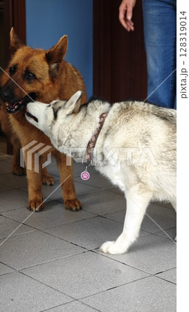 Dogs playing and bonding indoors in a cozy setting during a sunny afternoon filled with joy and friendship Dogs playing and bonding indoors in a cozy setting during a sunny afternoon filled with joy and friendship 128319014