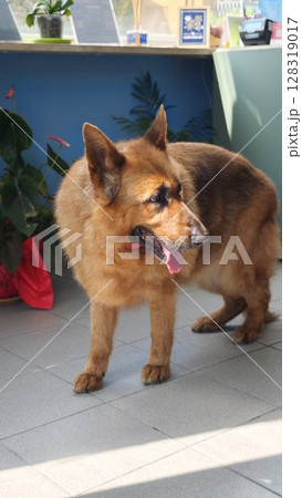 Golden-furred German shepherd explores a cozy indoor space filled with sunlight and greenery 128319017