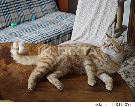 Orange tabby cat lounging comfortably on a wooden table in a cozy living room filled with soft textures and playful decor Orange tabby cat lounging comfortably on a wooden table in a cozy living room filled with soft textures and playful decor 128319053