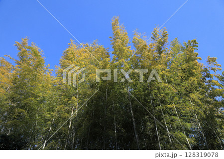 青空に映える竹林の風景 128319078