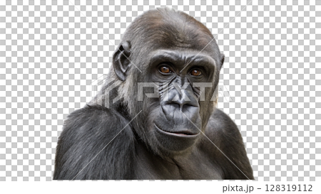 Gorilla, isolated transparent background 128319112